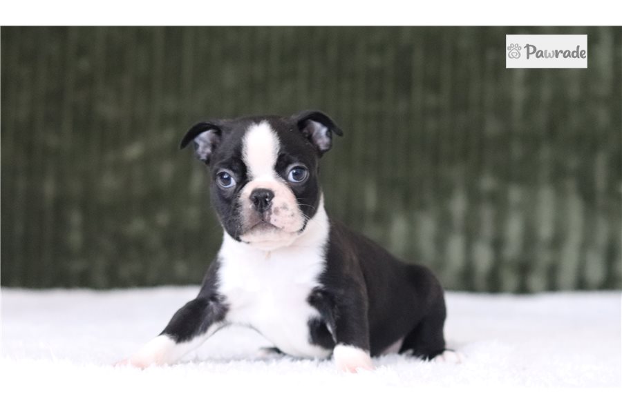 Dozer - Boston Terrier for sale