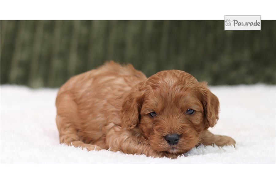 Pierre - Cavapoo for sale