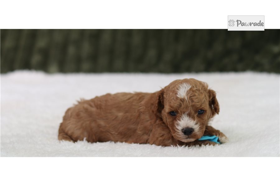 Pika - Cavapoo for sale