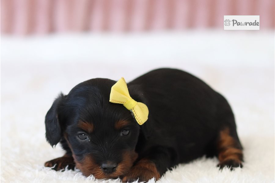 Pippa - Cavapoo for sale