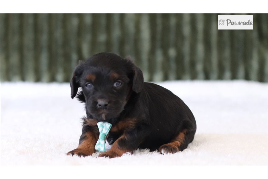 Phillip - Cavapoo for sale