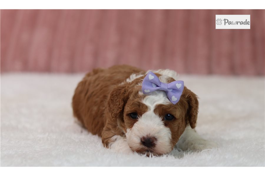 Pippy - Cavapoo for sale