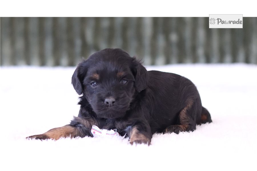 Phoenix, male Cavapoo puppy for sale