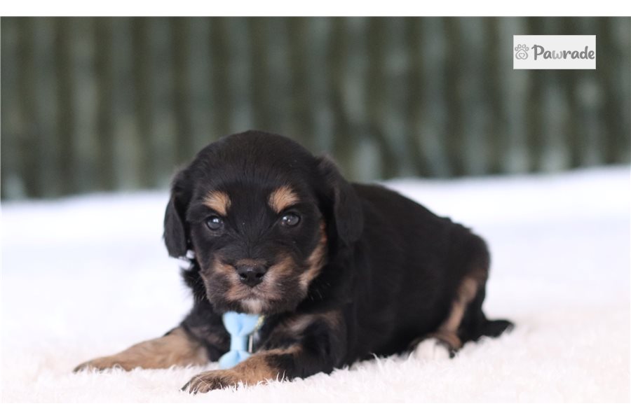 Pierce - Cavapoo for sale