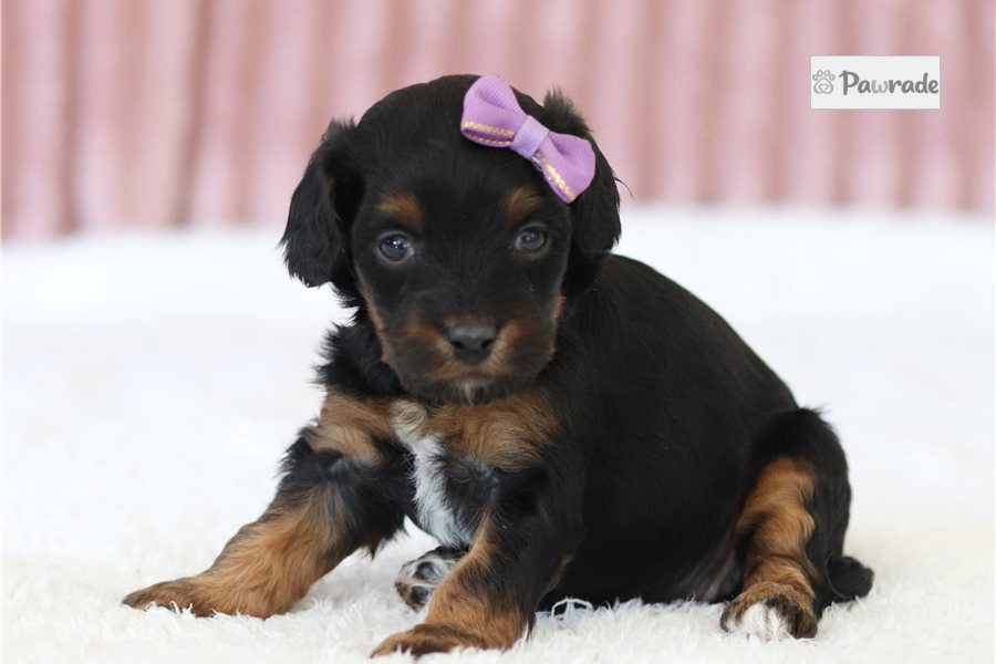 Pinky - Cavapoo for sale