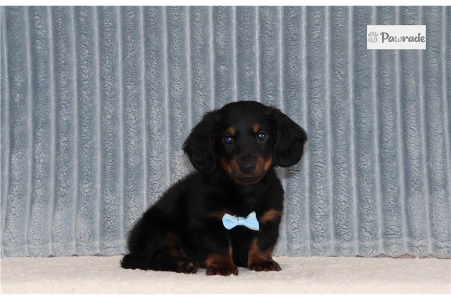 MacGregor - Mini Dachshund for sale