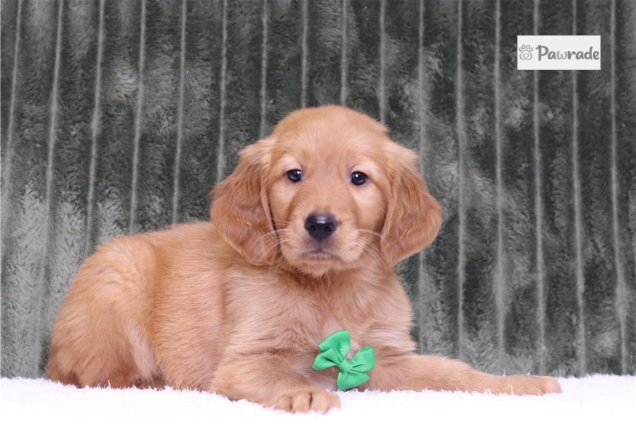 Garry - Golden Retriever for sale