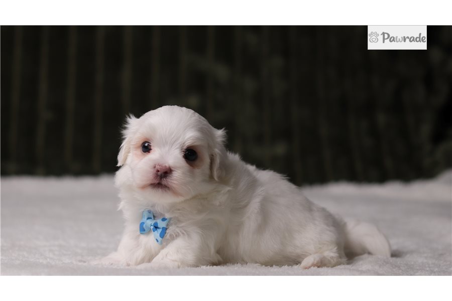 Sigmund, male Maltese puppy for sale