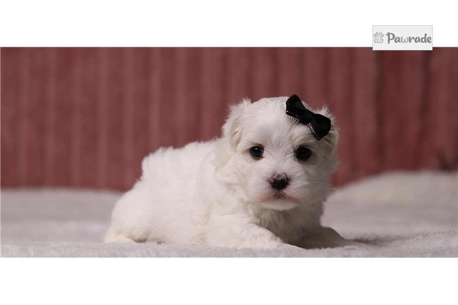 Serena, female Maltese puppy for sale