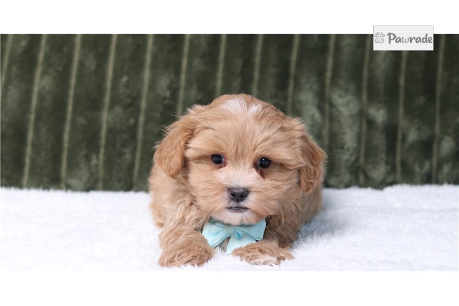 Hamilton - Maltipoo for sale
