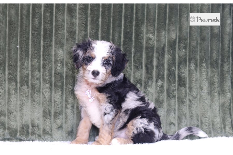 Jesse - Mini Bernedoodle for sale