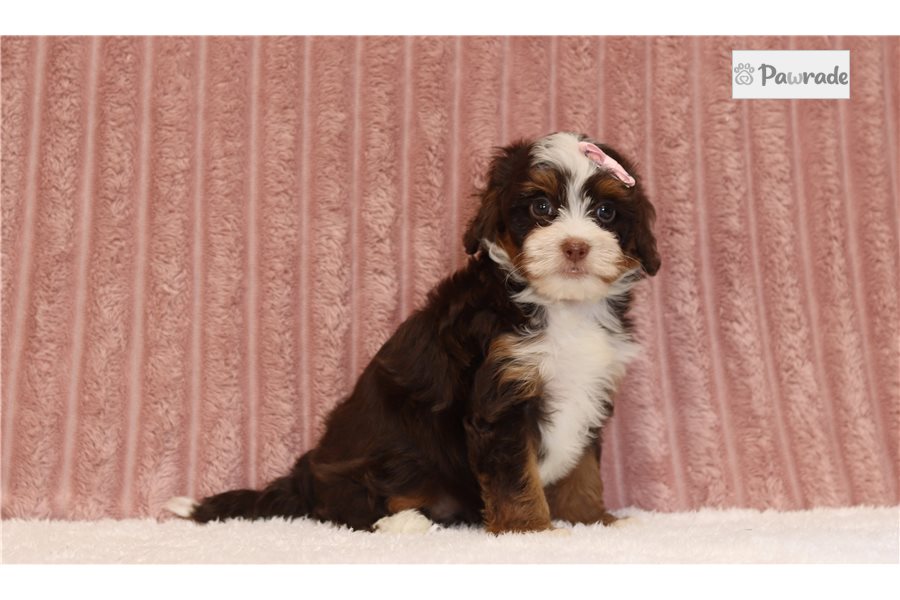 Libby - Mini Bernedoodle for sale