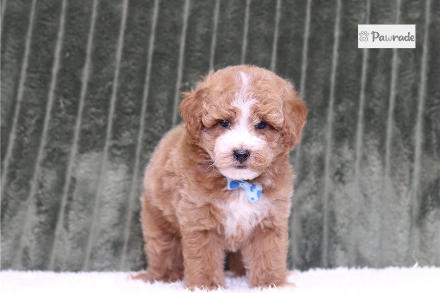 Luke - Miniature Poodle for sale