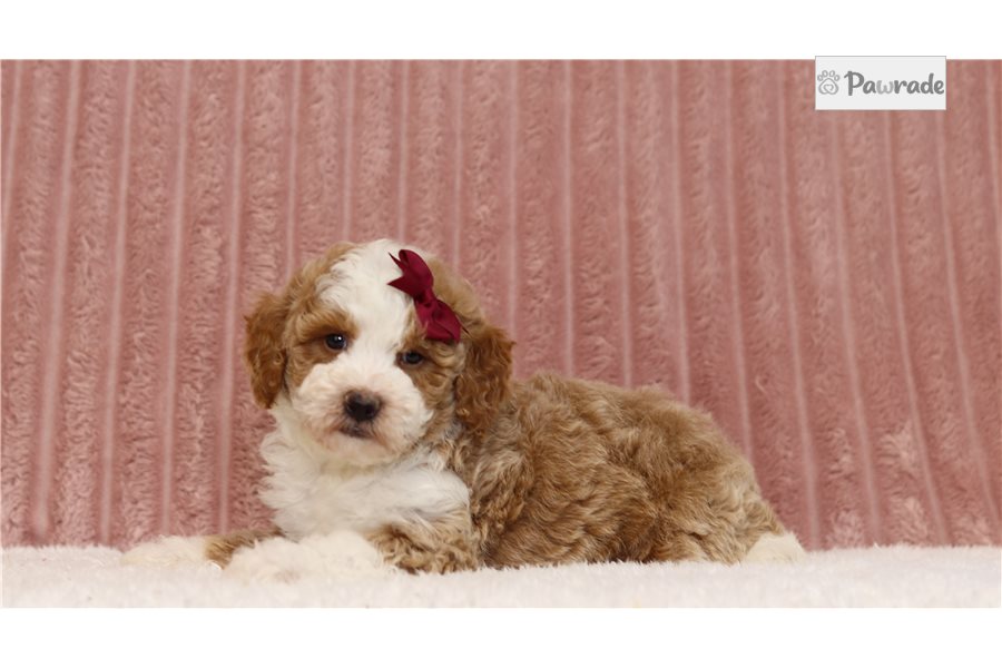 Lila - Miniature Poodle for sale