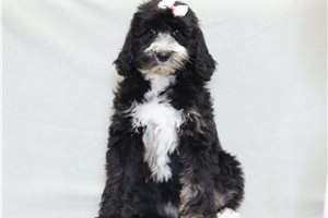 Nana - Bernedoodle for sale