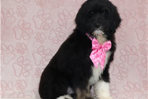 Elyssa - Bernedoodle for sale