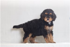 Nico - Bernedoodle for sale