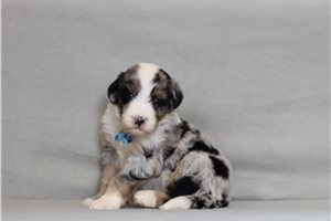 Emmett - Bernedoodle for sale