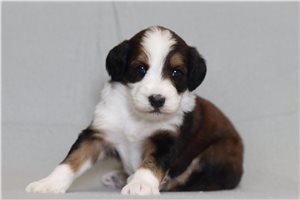 Nigel - Bernedoodle for sale