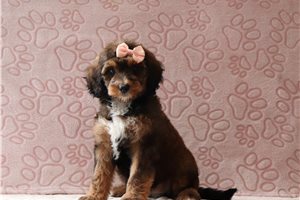 Naomi - Bernedoodle for sale