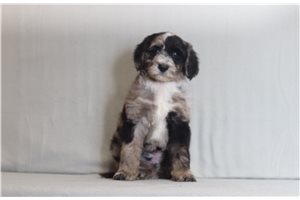 Nikau - Bernedoodle for sale