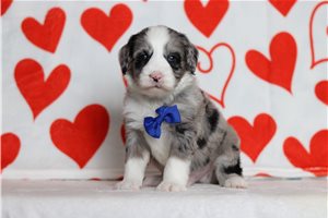 Michael - Bernedoodle, Mini for sale