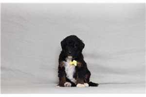 Ernie - Bernedoodle for sale