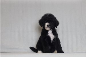 Nanette - Bernedoodle for sale