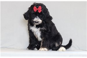 Nana - Bernedoodle for sale