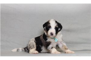 Enzo - Bernedoodle for sale