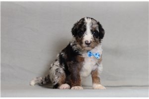 Eric - Bernedoodle for sale