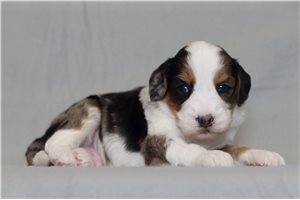 Nile - Bernedoodle for sale