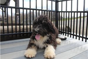 Galilea - puppy for sale