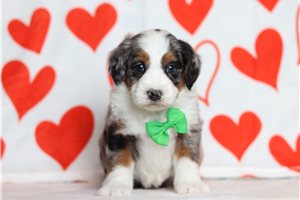 Marshall - Bernedoodle, Mini for sale