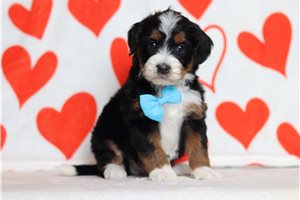 Marlin - Bernedoodle, Mini for sale