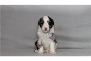 Enrico - Bernedoodle for sale