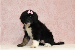 Elyssa - Bernedoodle for sale