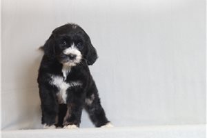 Nana - Bernedoodle for sale
