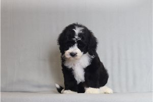 Nick - Bernedoodle for sale