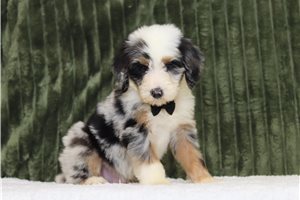 Emory, a Bernedoodle placed with a Pawrade family