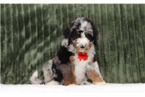 Eric - Bernedoodle, placed in Zanesville / Cambridge