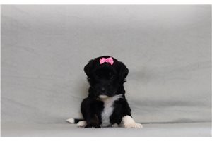 Elyssa - Bernedoodle for sale