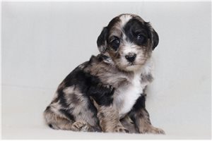 Nikau - Bernedoodle for sale