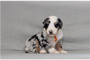 Emory - Bernedoodle for sale