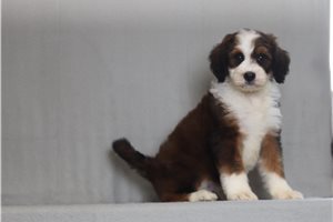 Nigel - Bernedoodle for sale