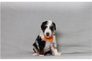 Emerson - Bernedoodle for sale