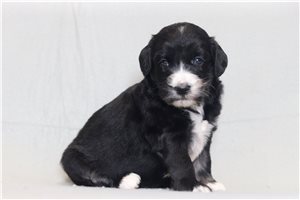 Nana - Bernedoodle for sale