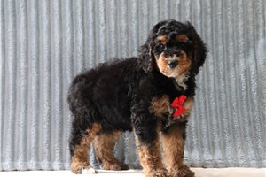 Nico - Bernedoodle for sale