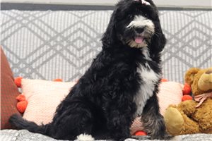 Nana - Bernedoodle for sale