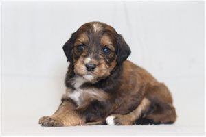 Naomi - Bernedoodle for sale